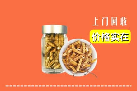 杭州富阳区回收散虫草